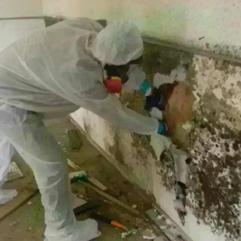 Mold Remediation and Removal in Circleville, OH